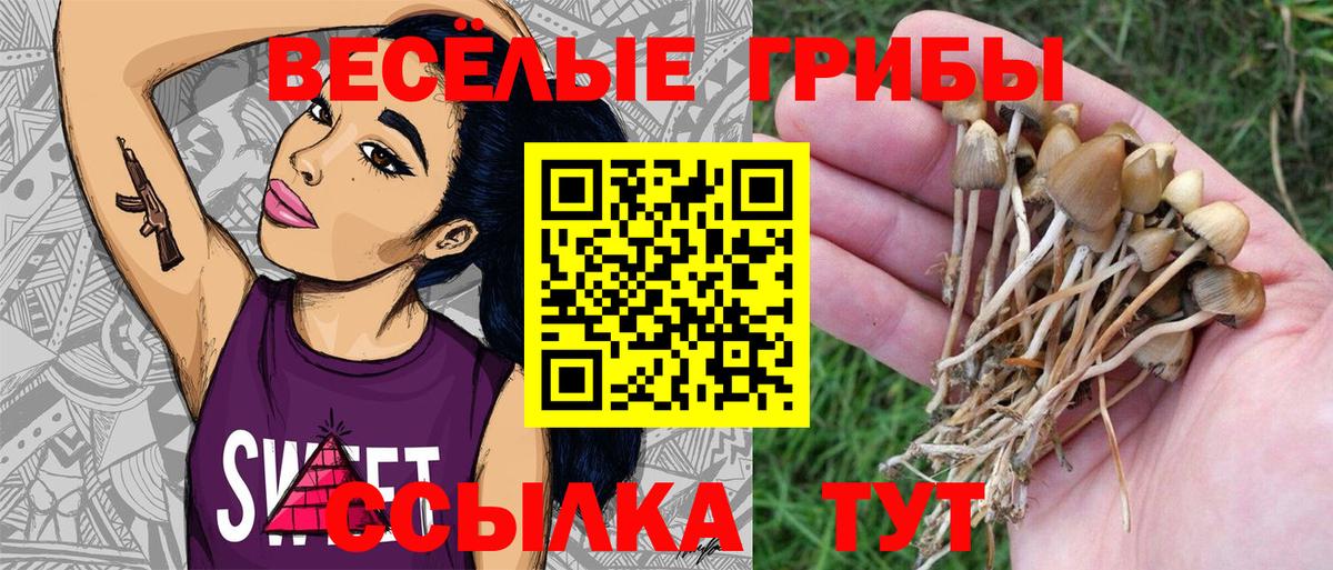 Псилоцибиновые грибы Psilocybe Калининград